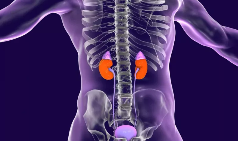 Imagen con las preguntas más frecuentes sobre la enfermedad renal, respondidas por el Dr. Antonio Moreno, nefrólogo en Cádiz, para resolver dudas comunes sobre la condición renal.