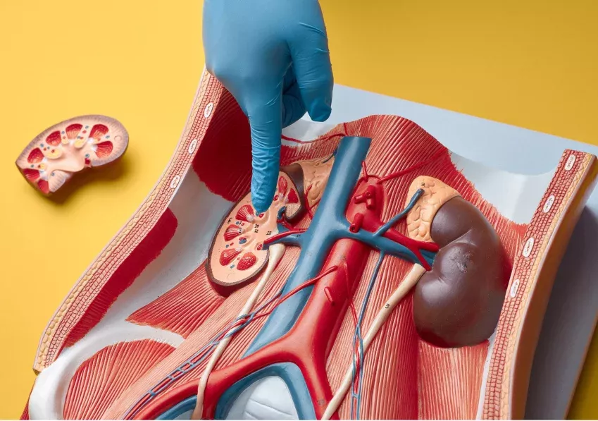 Imagen con consejos prácticos para el cuidado de los riñones, ofrecidos por el Dr. Antonio Moreno, nefrólogo en Cádiz, para mantener una buena salud renal.