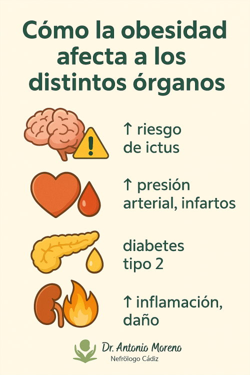 Obesidad y órganos aféctalo    Dr. Antonio Moreno Nefrólogo Cádiz
