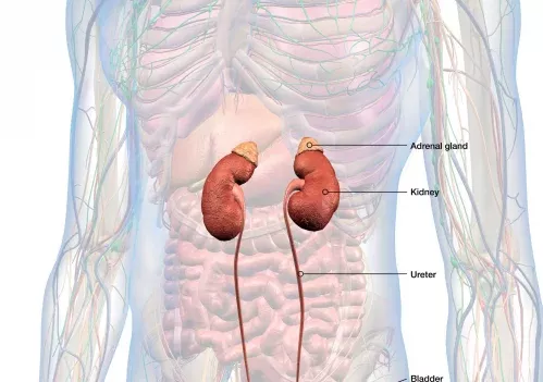 Imagen explicativa sobre el proceso de diálisis, proporcionada por el Dr. Antonio Moreno, nefrólogo en Cádiz, para educar a los pacientes sobre este tratamiento renal.